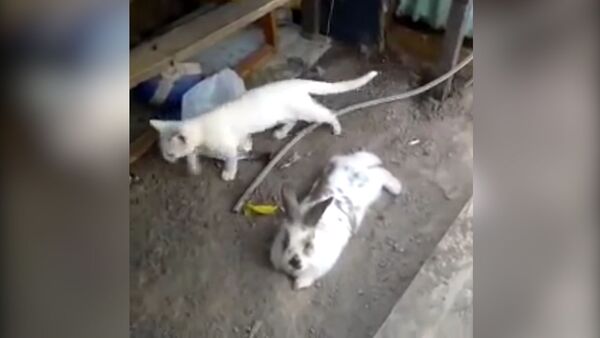 Настоящий друг: кролик вырыл подкоп для котенка - Sputnik Абхазия
