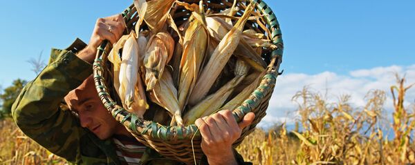 Уборка урожая кукурузы в Абхазии (Лонгрид) Уборка урожая кукурузы в Абхазии (Лонгрид) - Sputnik Аҧсны