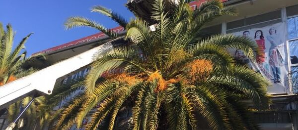 Лечение пальм в Гагре Лечение пальм в Гагре - Sputnik Аҧсны