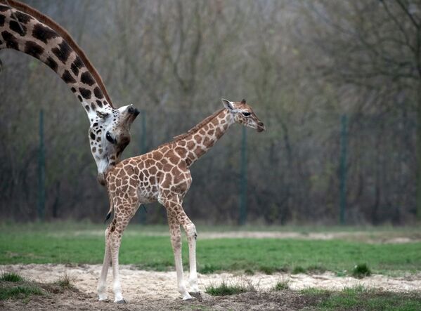 Новорожденный жираф с матерью в берлинском зоопарке - Sputnik Абхазия
