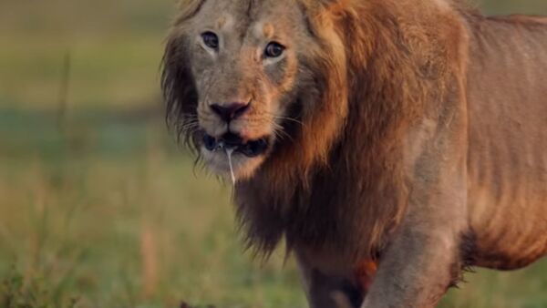 Гиены загнали льва в угол, от неминуемой гибели его спас соплеменник. Видео чудесного спасения - Sputnik Абхазия