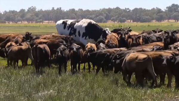 В Австралии бык спасся от скотобойни благодаря своим гигантским размерам - Sputnik Абхазия