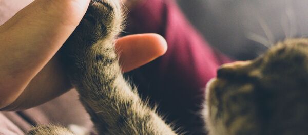 Кошка Кошка - Sputnik Абхазия