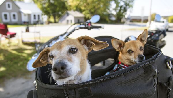 Собаки в сумке - Sputnik Абхазия
