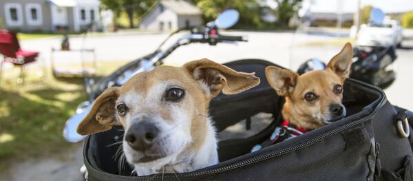 Собаки в сумке Собаки в сумке - Sputnik Абхазия