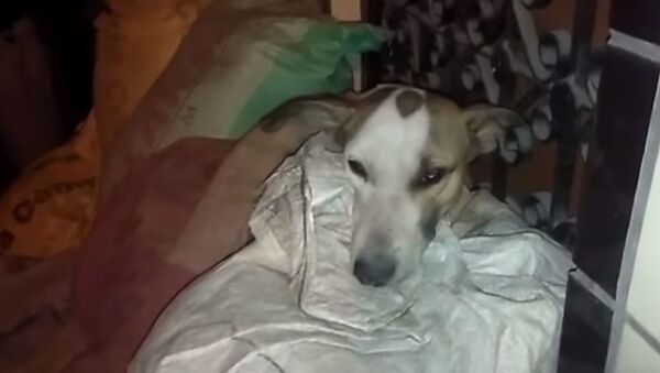 В Индии спасли собаку, пострадавшую от грабителей - Sputnik Абхазия