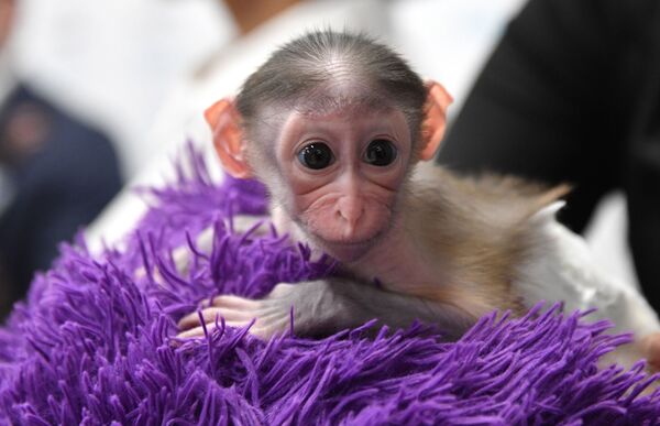 Прыткий мангобей Клава, родившийся 1 ноября в зоопарке Планета обезьян и диких кошек  - Sputnik Абхазия