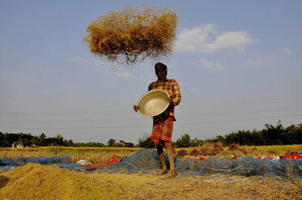 Фермер просеивает рис на окраине индийского города Агартала - Sputnik Абхазия