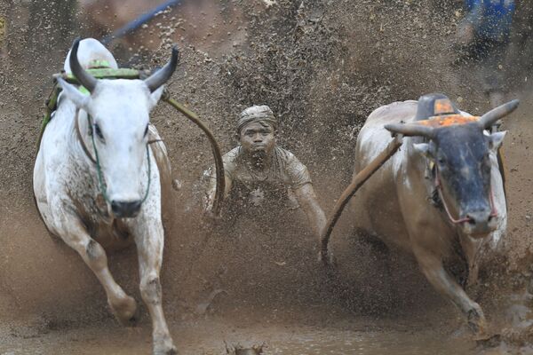 Традиционные гонки на быках на Западной Суматре - Sputnik Абхазия