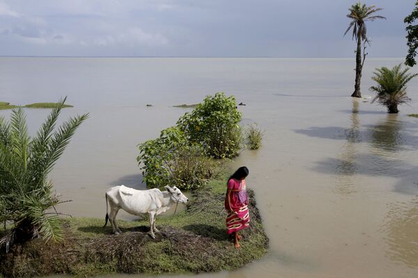 Жительница исчезающего индийского острова Горамара привязывает свою корову на новом месте после отлива - Sputnik Абхазия