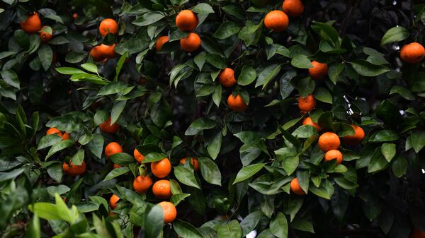 Сбор мандаринов в Абхазии - Sputnik Абхазия