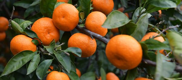 Сбор мандаринов в Абхазии Сбор мандаринов в Абхазии - Sputnik Абхазия