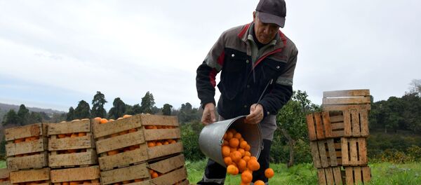Сбор мандаринов в Абхазии - Sputnik Аҧсны