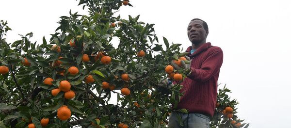 Сбор мандаринов в Абхазии Сбор мандаринов в Абхазии - Sputnik Абхазия