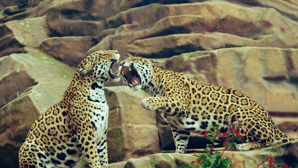 Ягуары в зоопарке - Sputnik Абхазия