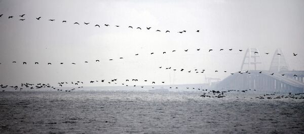 Птицы над Керченским проливом Птицы над Керченским проливом - Sputnik Абхазия