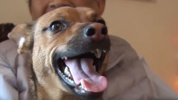 Как собака Бусинка из Адлера нашла дом в Перу - Sputnik Абхазия