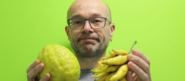 Современный сладкий цитрон и его кислый предок Современный сладкий цитрон и его кислый предок - Sputnik Абхазия