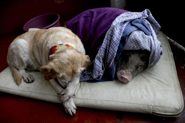 Пес Алжир и свинья Хасинто во временном доме после землетрясения силой 7,1 балла в Мехико, Мексика - Sputnik Абхазия
