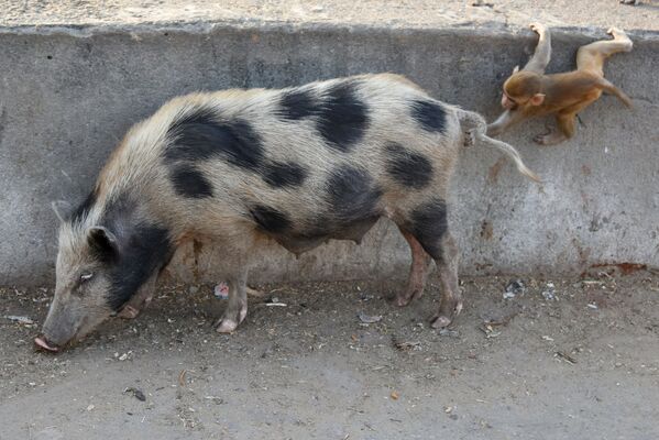 Маленькая макака играет с хвостом свиньи на территории храма в Джайпуре, Индия - Sputnik Абхазия