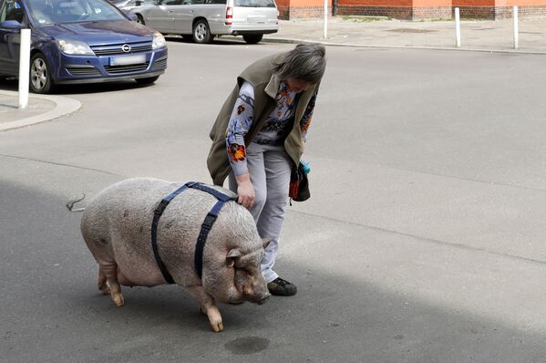 Женщина выгуливает свою домашнюю свинью в центре Берлина, Германия - Sputnik Абхазия