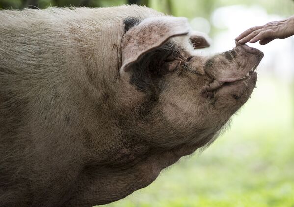 Свинья, известная как Чжу Цзяньцзян, что означает Сильная свинья, получившая известность после того, как была обнаружена живой под обломками, спустя 36 дней после землетрясения силой 7,9 балла в провинции Сычуань 12 мая 2008 года - Sputnik Абхазия