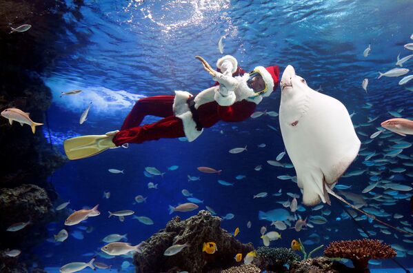 Дайвер в костюме Санты плавает в аквариуме со скатом во время шоу в Sunshine Aquarium, Токио - Sputnik Абхазия