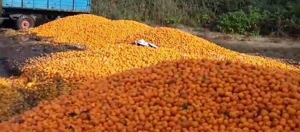 Мандарины на свалке - Sputnik Абхазия