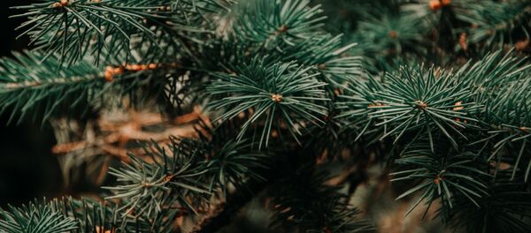 Аԥсаӡ Аԥсаӡ - Sputnik Аҧсны