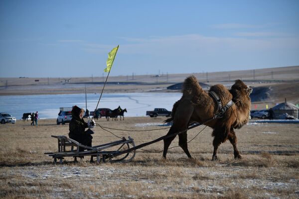 Мужчина едет на верблюжьей повозке во время зимней ярмарки Naadam в Китае - Sputnik Абхазия