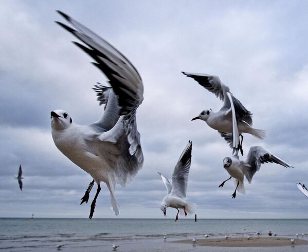 Чайки у берега Балтийского моря в Тиммендорфер-Штранд, Германия - Sputnik Абхазия