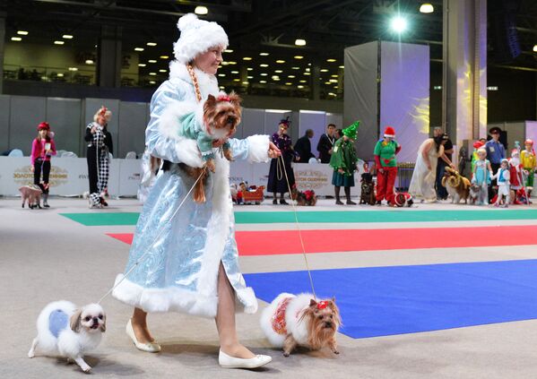 Собаки и их владельцы участвуют в конкурсе костюмов на выставке Золотой ошейник-2016 в Москве - Sputnik Абхазия