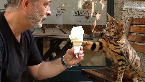 Кот-ягуар любит мороженое и не боится собак - Sputnik Абхазия