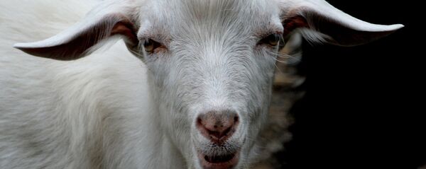 Коза, архивное фото Коза, архивное фото - Sputnik Аҧсны