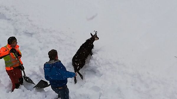 Железнодорожники в Австрии спасли дикую козу из снежного плена - Sputnik Абхазия