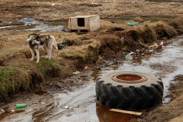 Собака у своей будки, Тасиилак, Гренландия - Sputnik Абхазия