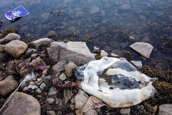 Остатки тюленьей туши и мусор на береговой линии гавани в городе Тасиилак, Гренландия - Sputnik Абхазия
