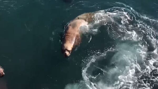 Голодный трёхметровый морской лев вышел к людям на Камчатке - Sputnik Абхазия
