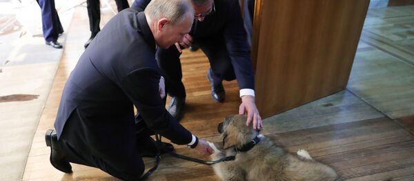 Официальный визит президента РФ В. Путина в Сербию Официальный визит президента РФ В. Путина в Сербию - Sputnik Абхазия