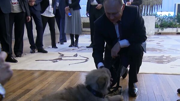 Путин получил в подарок щенка от президента Сербии - Sputnik Абхазия