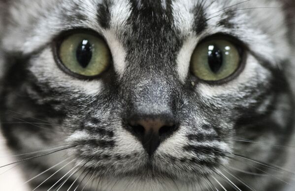 Кошка на Международной выставке Feline в Коста-Рике - Sputnik Абхазия