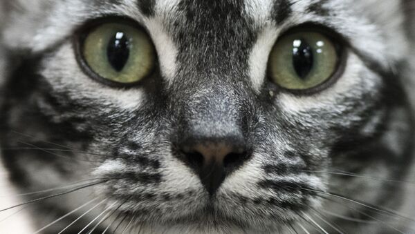 Кошка на Международной выставке Feline в Коста-Рике - Sputnik Абхазия