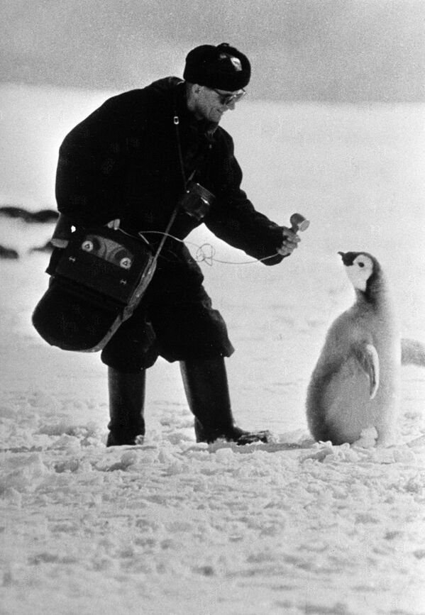 Московский корреспондент берет интервью у пингвина в Антарктиде - Sputnik Абхазия