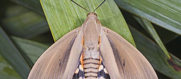 Южноамериканский пальмовый бурильщик - Sputnik Аҧсны