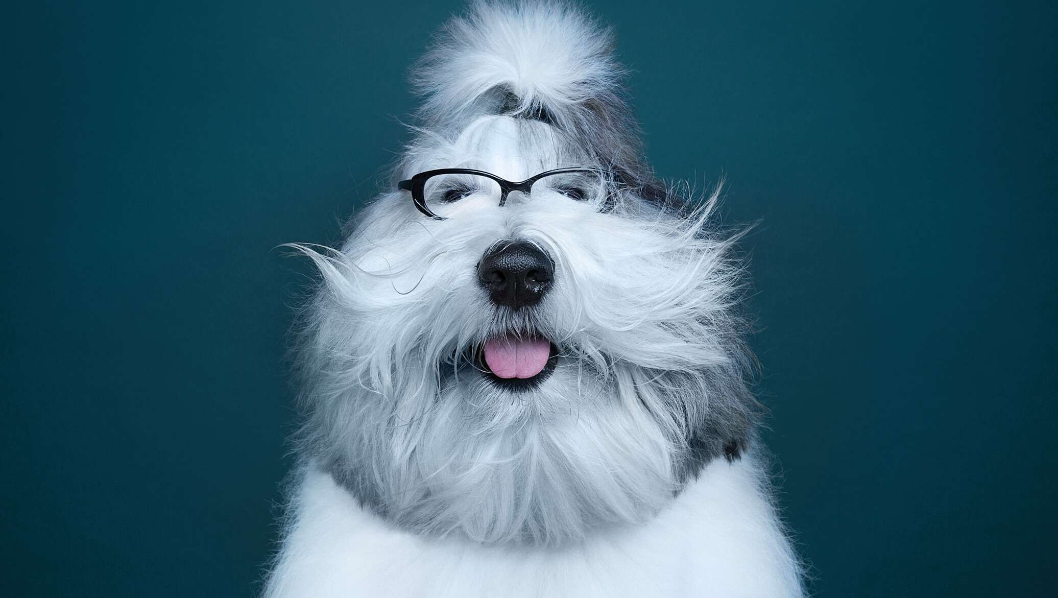 Усатая собака