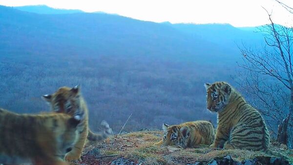 Игры амурских тигрят в парке Земля леопарда. Съемка камеры слежения - Sputnik Абхазия