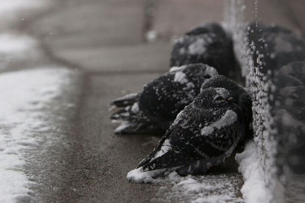 Голуби в снегу во время зимнего шторма в Буффало - Sputnik Абхазия