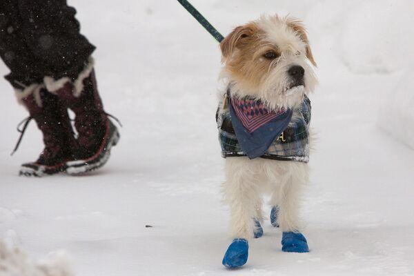 Собака гуляет по снегу во время зимнего шторма в Буффало - Sputnik Абхазия