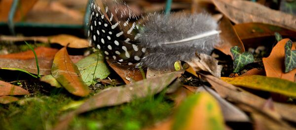 Перо павлина Перо павлина - Sputnik Абхазия