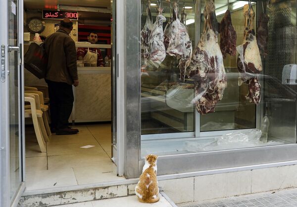 Кот напротив витрины мясной лавки в Бейруте, Ливан - Sputnik Абхазия